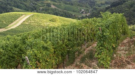 Vineyards In Oltrepo Pavese (italy)
