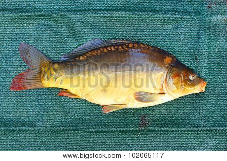 Fishing catch. The Common Carp ( Cyprinus Carpio ). In Central Europe ( Poland and Czech Republic ), fish is a traditional part of a Christmas Eve dinner. 