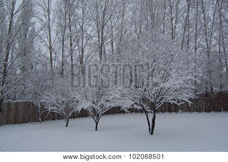 Snowed trees