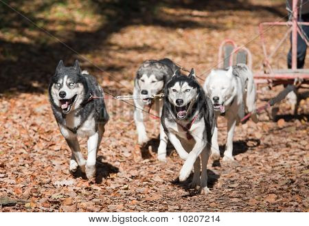 Hund-læssede
