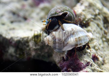 Hermit Crabs Fight