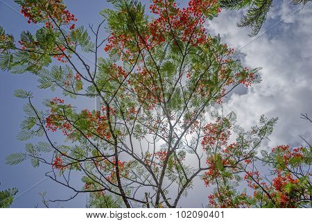 Flamboyant Flower Against Blue Sky