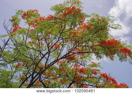 Flamboyant Flower Against Blue Sky