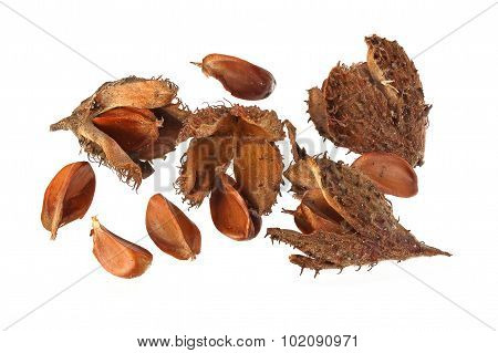Beechnuts And Husks.