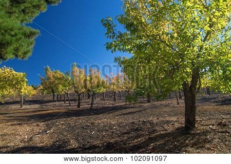 Gran Canaria, Autumnal Fruit Garden In Las Cumbres, Highest Ares Of The Island