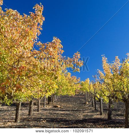 Gran Canaria, Autumnal Fruit Garden In Las Cumbres, Highest Ares Of The Island