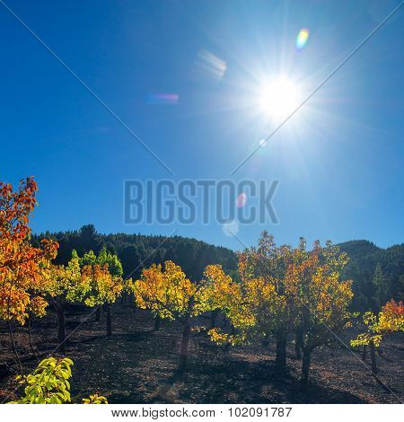 Gran Canaria, Autumnal Fruit Garden In Las Cumbres, Highest Ares Of The Island