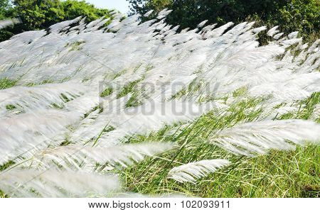 grass flower field blown away