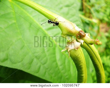 black ant on yard long bean branch