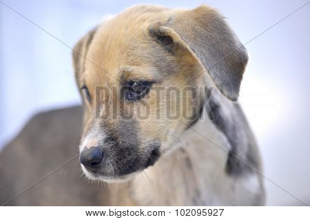 Cute Puppies of Amstaff dog animal theme