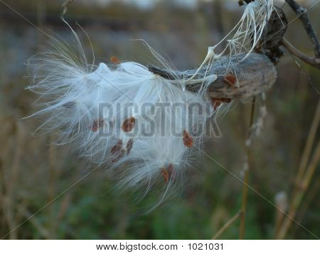 Milkweedseed 1