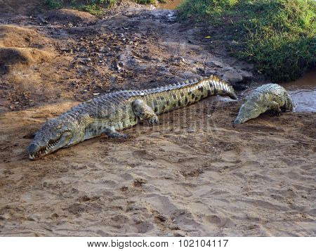 Crocodiles Close Up