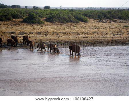 Elephants Crossing The River