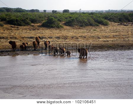 Elephants Crossing The River