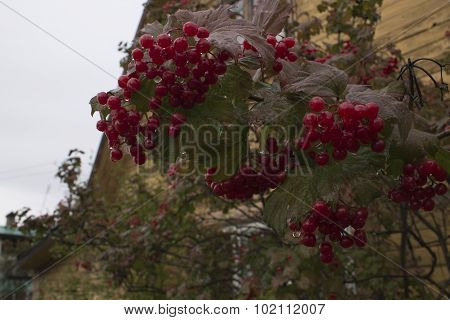 Bush viburnum