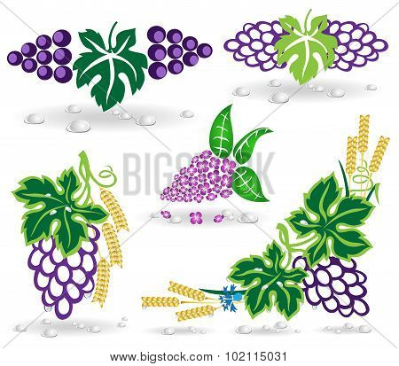 grapes ellement with dew and shadow