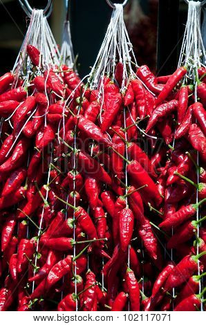 Rows Of Red Hot Pepper Ready For Sale