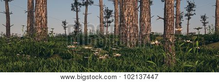 conifer forest panorama