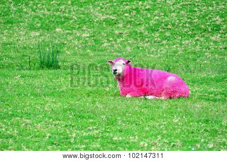 Pink Sheep, New Zealand