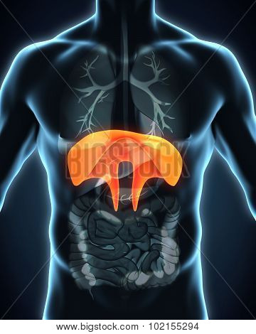Human Diaphragm Anatomy