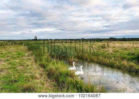 Swans At Herringfleet