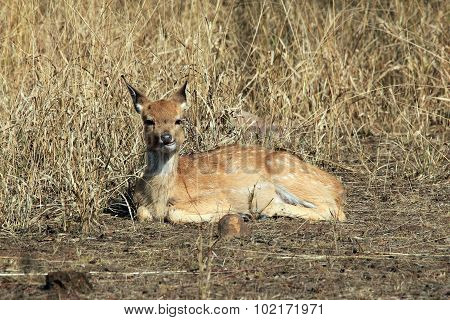 Chital