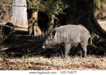 Wild Boar