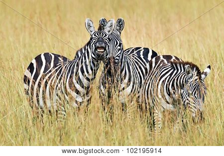 Zebra In The Masai Mara