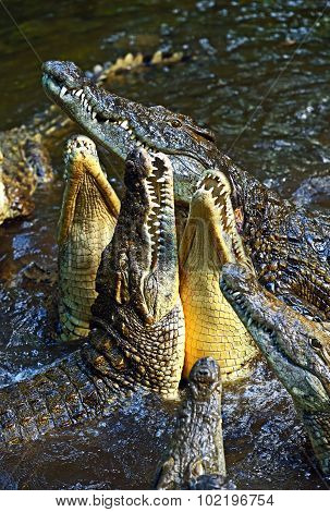Crocodiles Masai Mara