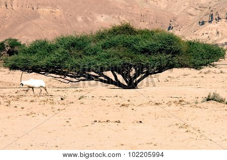 Photo of an Addax in the desert.