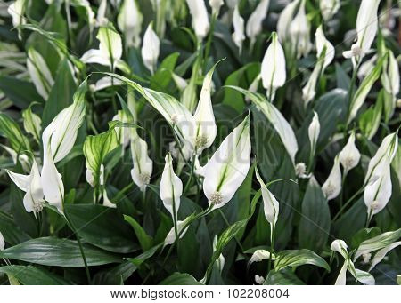 Flower Spatifilum  Lat. Spathiphyllum