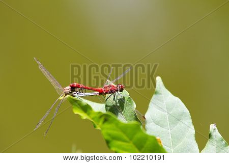 The red-veined darter