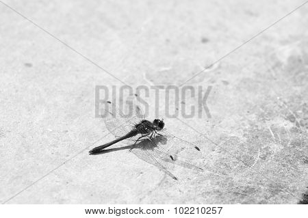 The red-veined darter