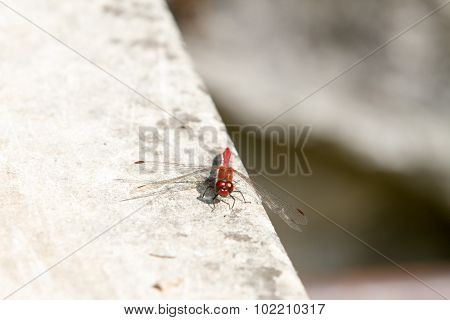 Red-veined darter dragonfly