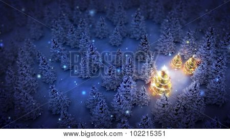 Lightened Christmas Trees In Pine Woods