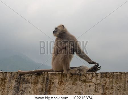 Black langur monkey