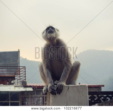 Female black langur with calf