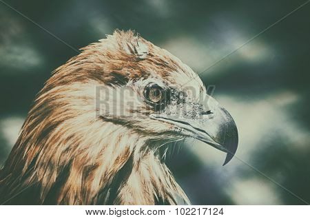 Close up of American eagle