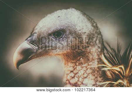 Close up of american chield eagle
