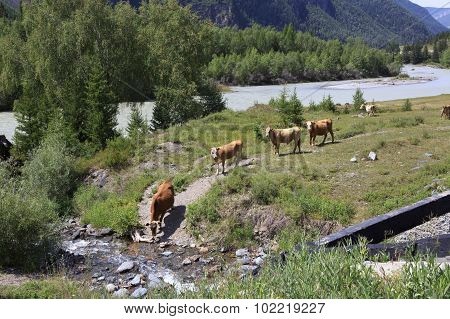 Cows graze near a river in Altai mountains.
