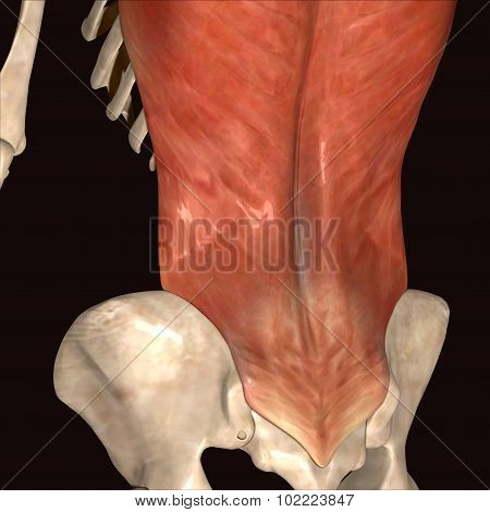 human body muscls