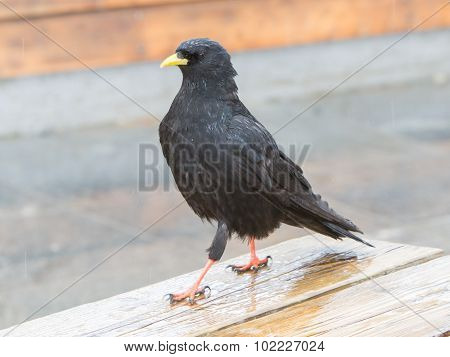 Alpine Chough (pyrrhocorax Graculus)