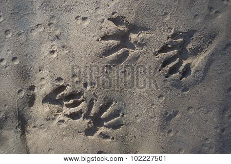 Rodent Animal Paw Prints
