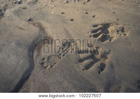Sets Of Animal Paw Prints