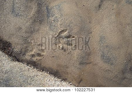 Trace Of Animal Track