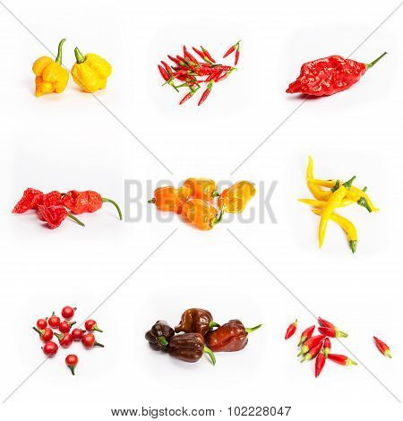 Chilli Peppers Habanero Fatalii Rooster Cayenne