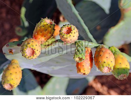 Ripe Indian Fig Opuntia In The Cactus