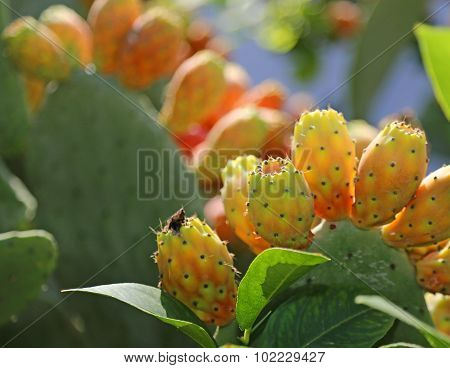 Indian Fig Opuntia Or Prickly Pear  In The Cactus