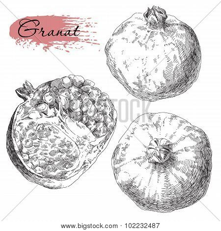 Set of hand drawn pomegranates