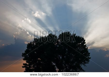 sunset and tree
